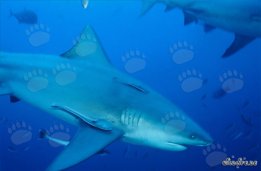 Majestic bull shark glides gracefully through the deep blue waters of the South Pacific