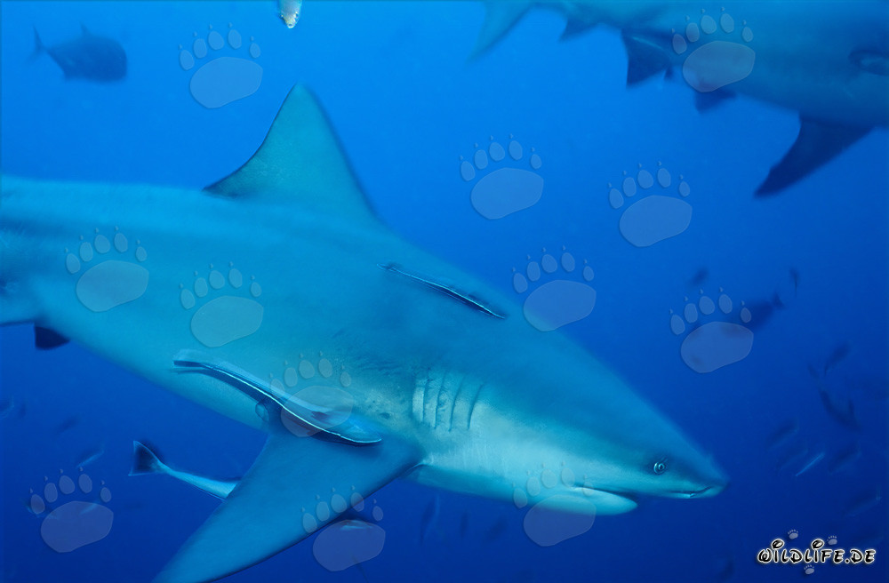 Le majestueux requin taureau glisse élégamment dans les eaux bleues profondes du Pacifique Sud