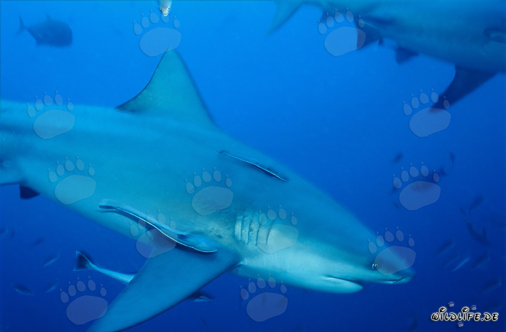 Il maestoso squalo toro scorre elegantemente nelle acque blu profonde del Pacifico del Sud