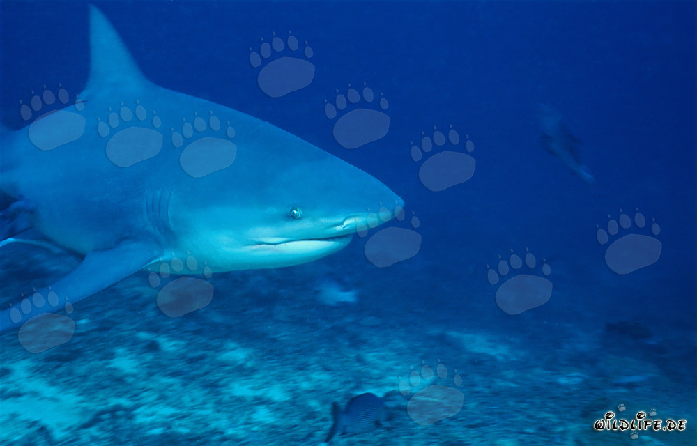Impressive portrait of a bull shark in the ocean off Beqa Lagoon, Fiji