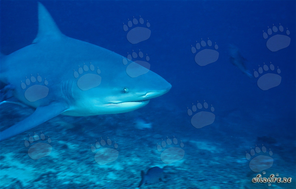 Portrait imposant d'un requin taureau dans l'océan devant le lagon de Beqa, Fidji