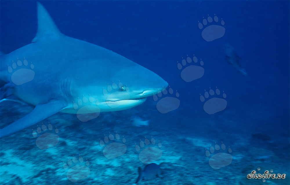 Retrato imponente de un tiburón toro en el océano frente a Beqa Lagoon, Fiji