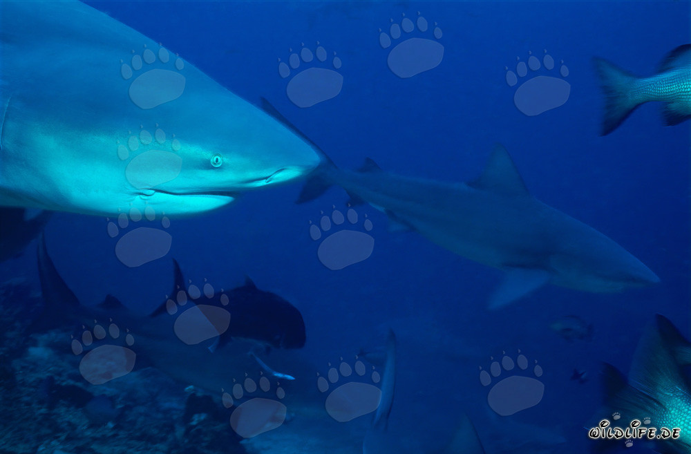 Fascinating portrait of a bull shark at Shark Reef