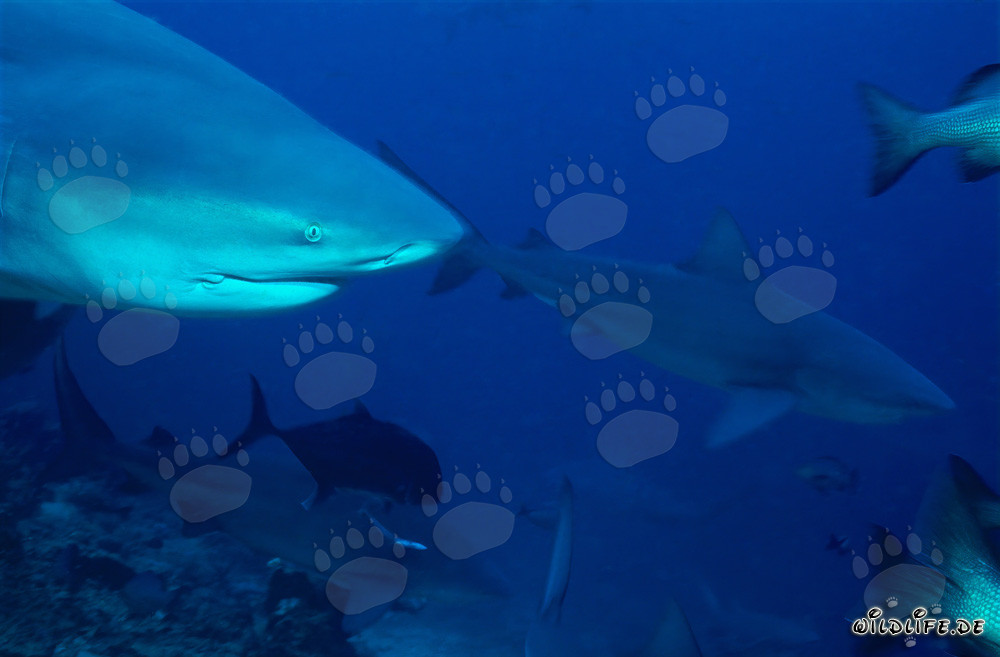 Faszinierendes Porträt eines Bullenhais am Shark Reef