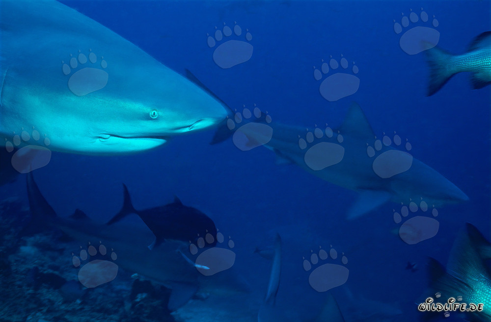 Affascinante ritratto di uno squalo toro al Shark Reef