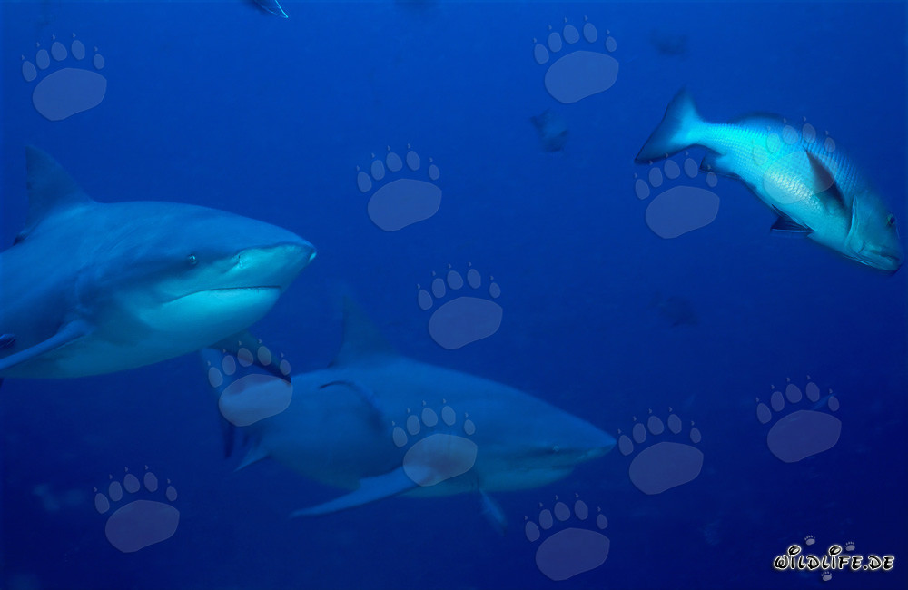 Encounter with two impressive Bull Sharks and a Red reef snapper