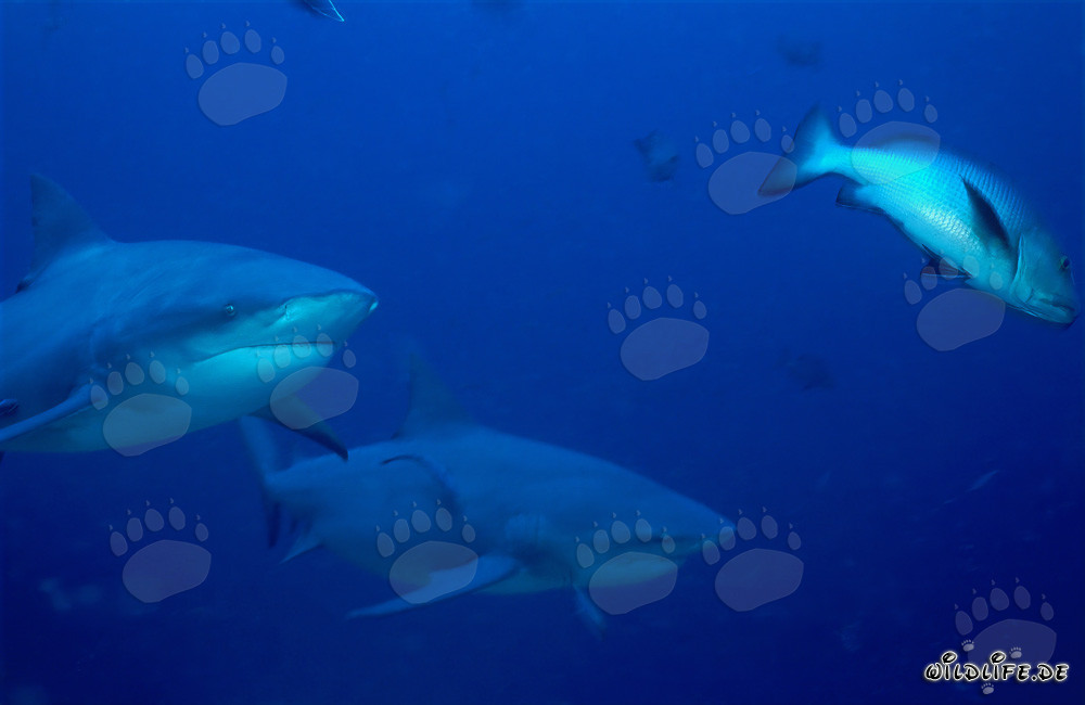 Rencontre avec deux impressionnants requins-bouledogues et un vivaneau à double tache