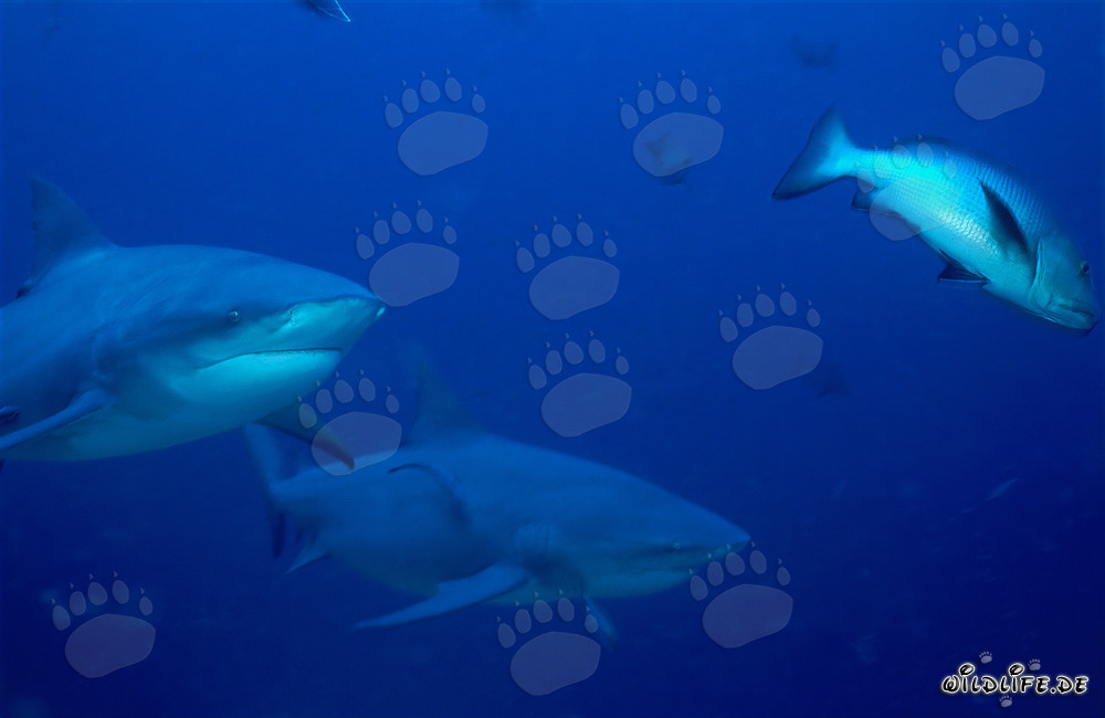 Incontro con due impressionanti squali toro e un pargo a doppia macchia