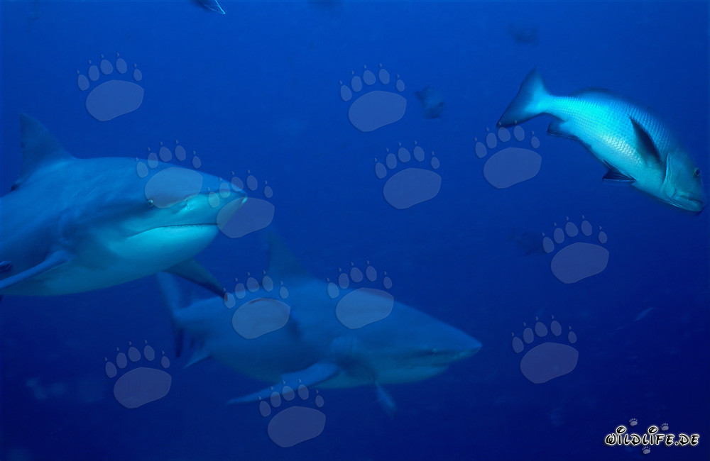 Encuentro con dos impresionantes tiburones toro y un pargo de doble mancha