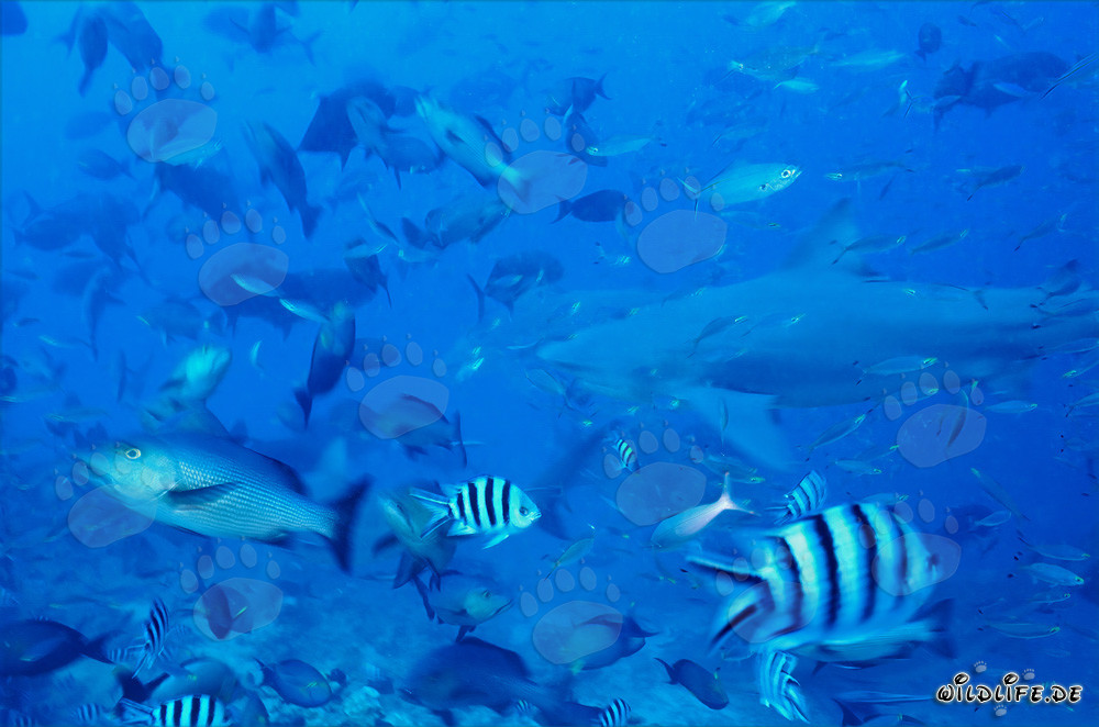 Imposanter Bullenhai schwimmt inmitten einer großen Fischansammlung