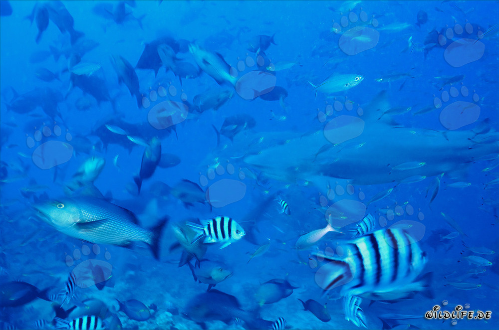 Imponente squalo toro nuota in mezzo a un grande banco di pesci