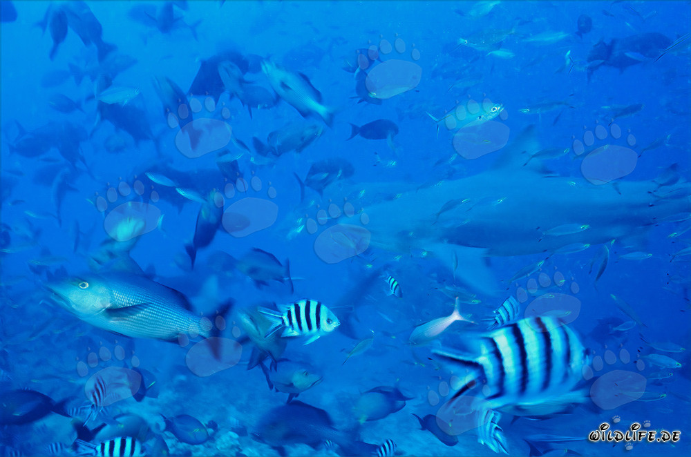 Impresionante tiburón toro nada en medio de un gran banco de peces