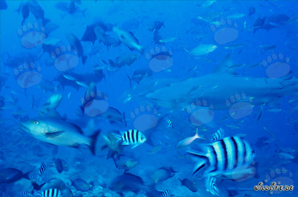 Grand requin taureau nage au milieu d'un grand banc de poissons