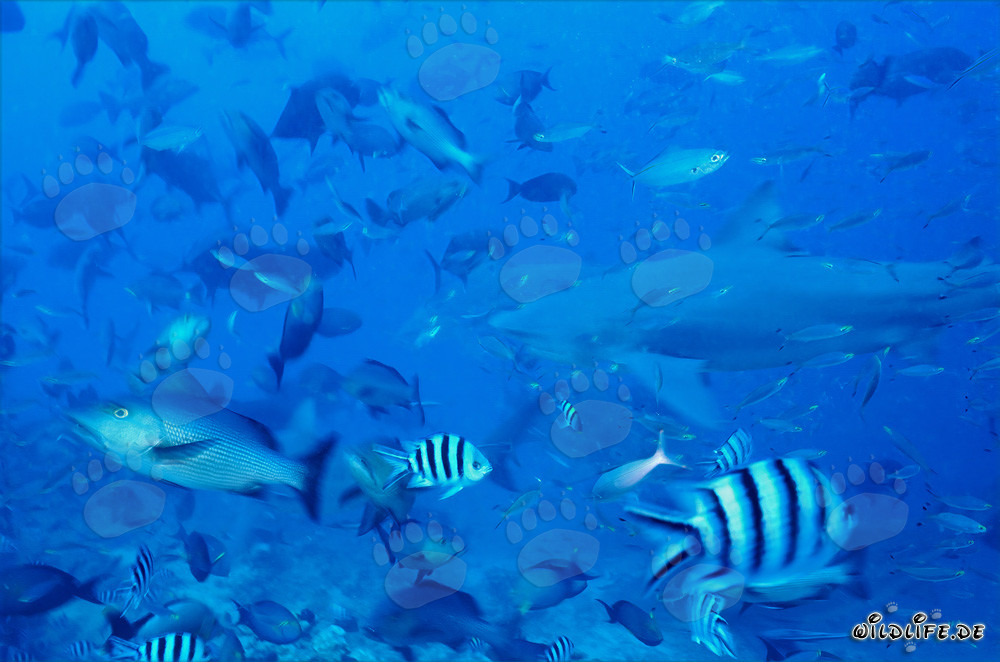 Impressive bull shark swimming among a large school of fish