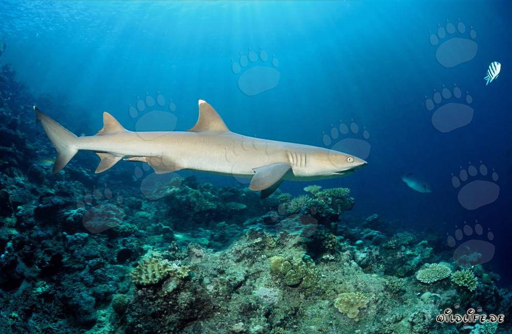 Requin à pointes blanches élégant glissant sur le récif corallien coloré