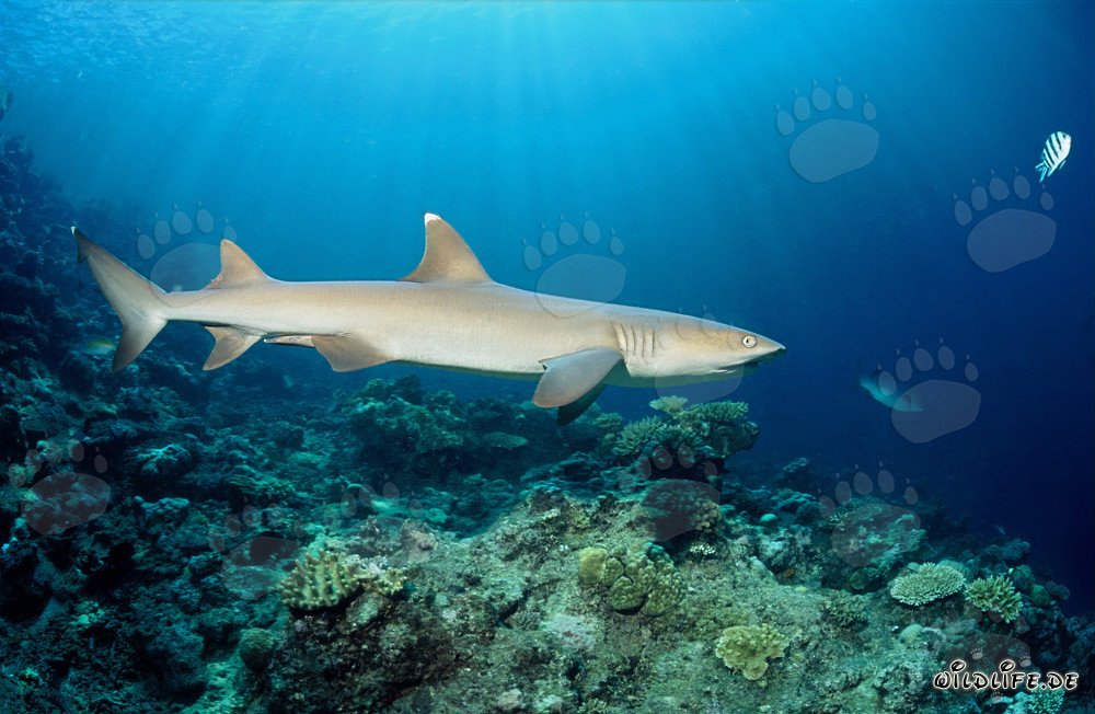 Graceful whitetip reef shark gliding over the colorful coral reef