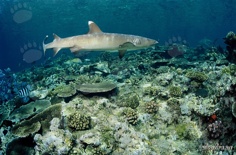 Requin à pointes blanches fascinant sur le récif corallien