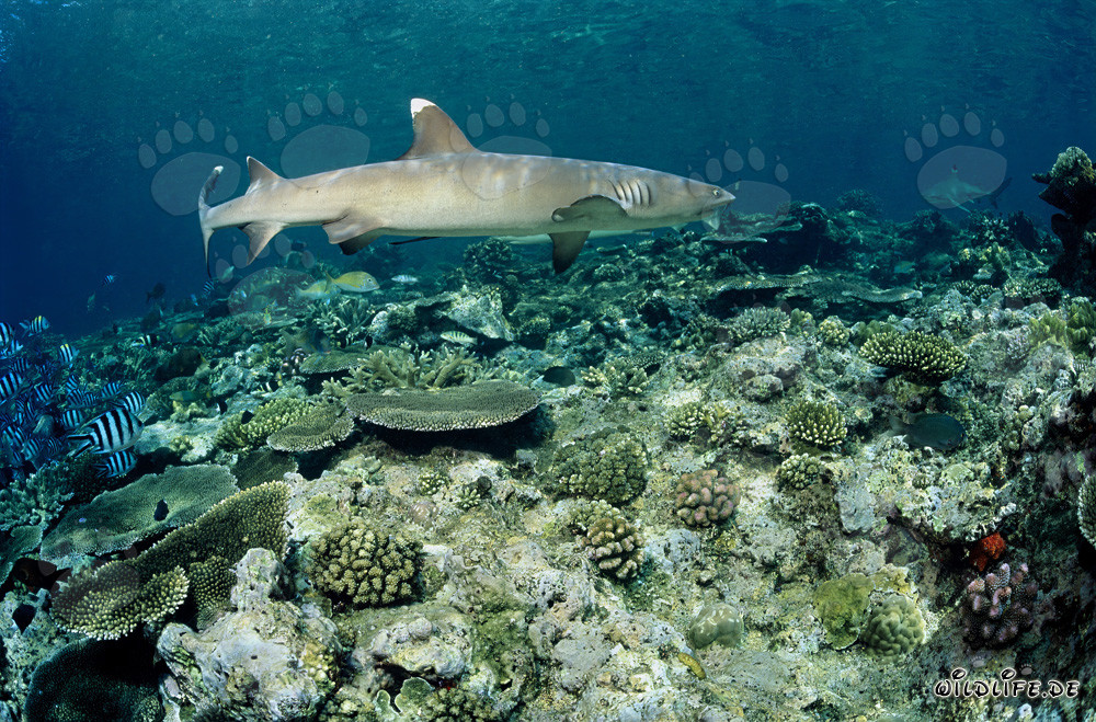 Fascinante tiburón de puntas blancas en el arrecife de coral