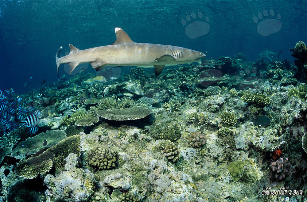 Fascinating Whitetip Reef Shark on the Coral Reef