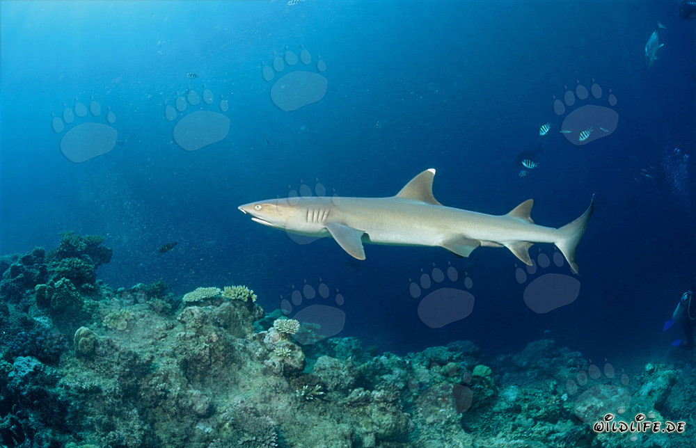 Requin à pointes blanches élégant au bord du récif de Shark Reef à Fidji