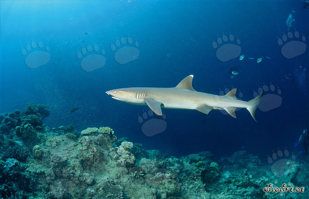 Elegante squalo a punta bianca al limite di Shark Reef a Fiji