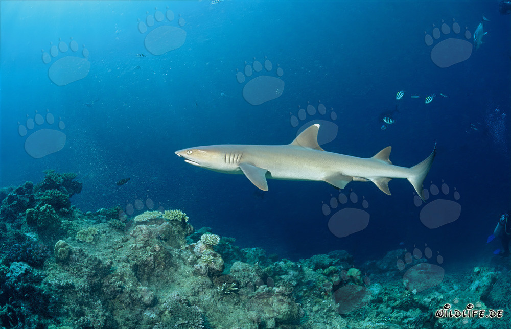 Elegante tiburón de arrecife de puntas blancas en el borde de Shark Reef en Fiji