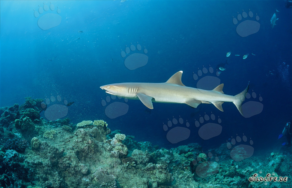 Eleganter Weissspitzen-Riffhai an der Kante von Shark Reef in Fiji