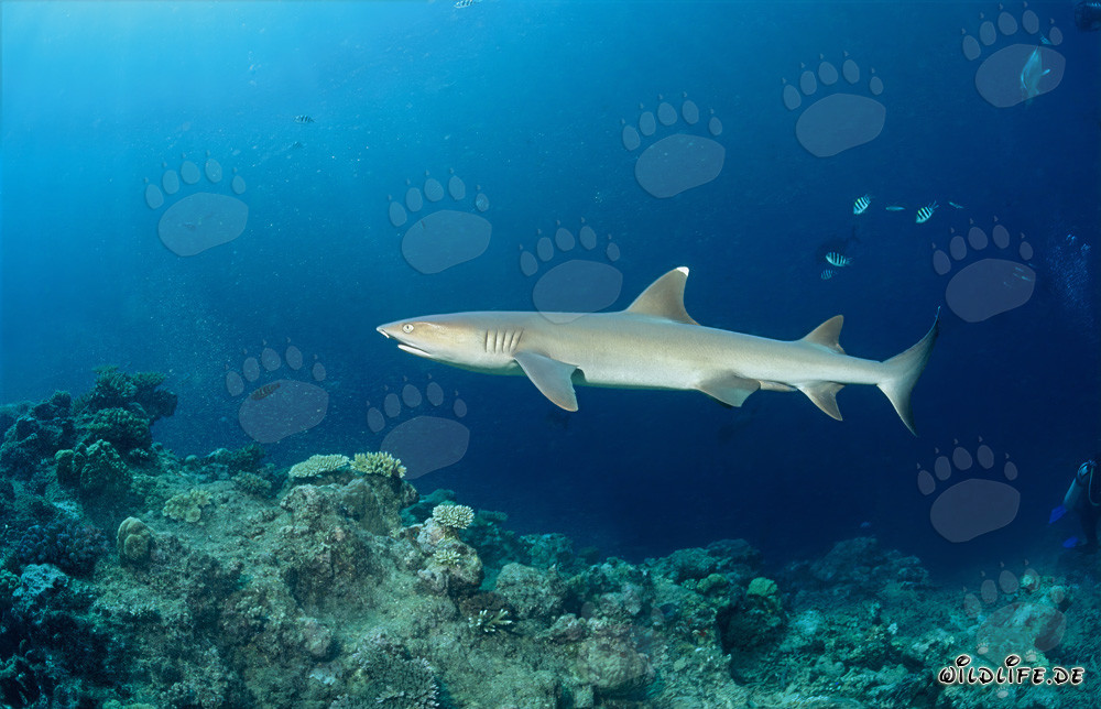 Elegant whitetip reef shark at the edge of Shark Reef in Fiji