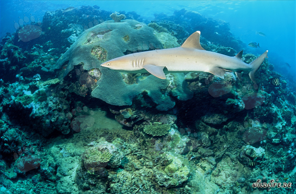 Requin à pointes blanches élégant dans son environnement naturel