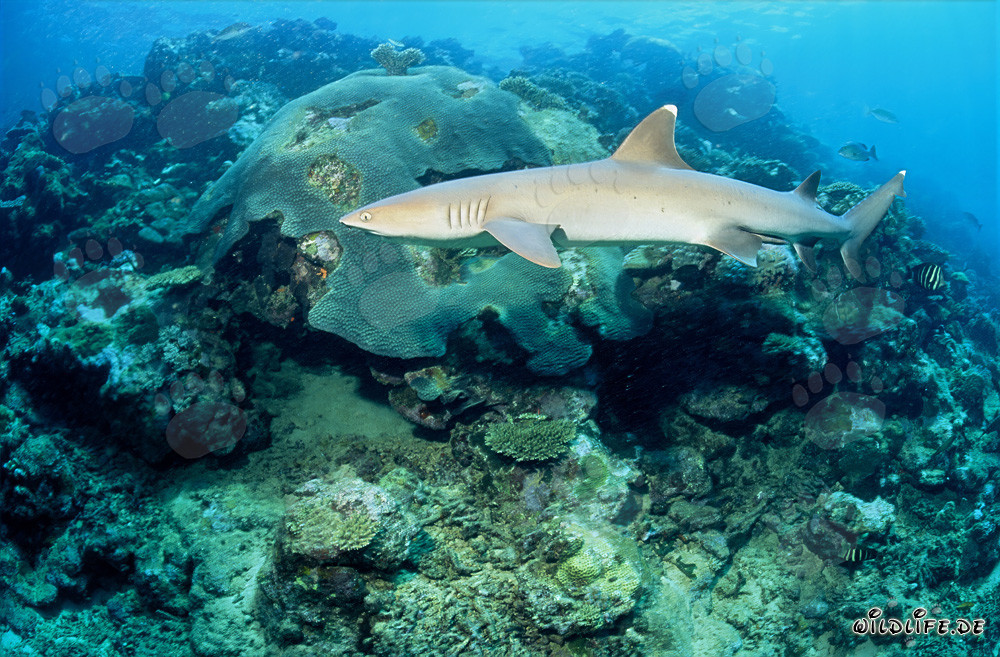 Elegante squalo pinna bianca nel suo ambiente naturale