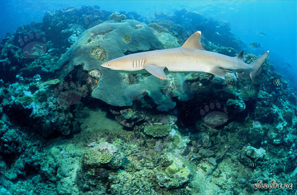 Elegante tiburón de arrecife de puntas blancas en su entorno natural