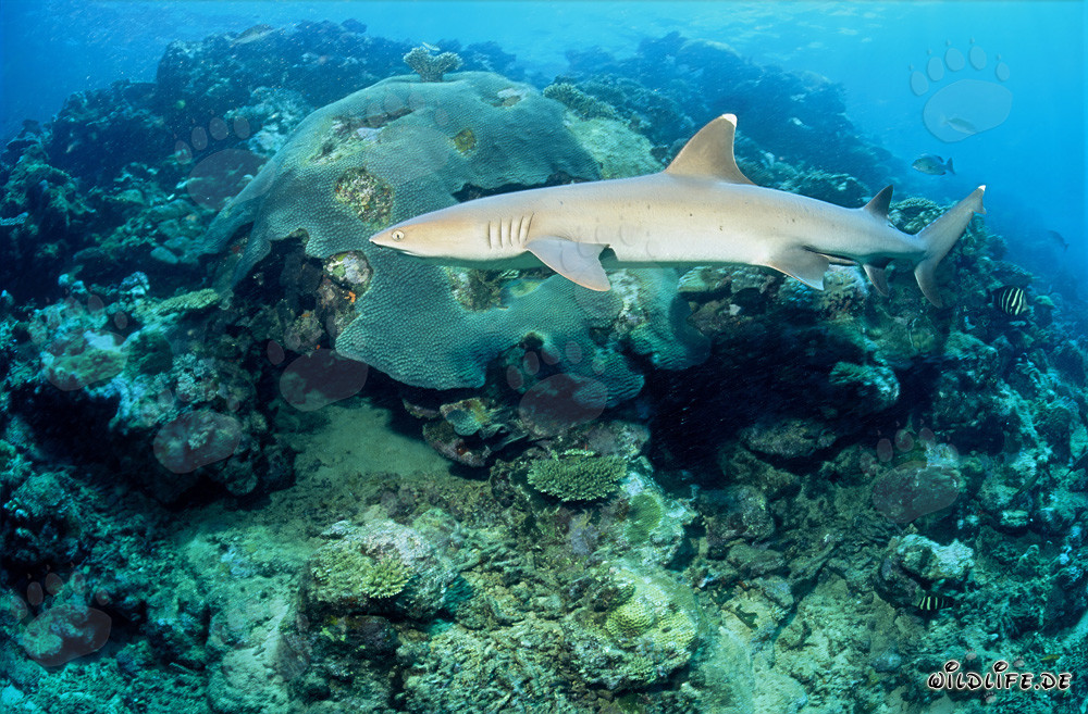 Elegant whitetip reef shark in its natural habitat