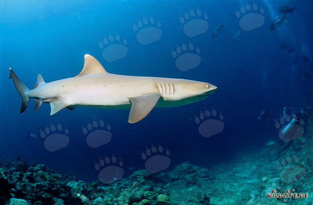 Squalo a punte bianche - Maestoso abitante delle profondità marine