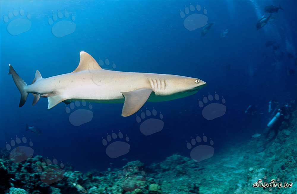 Tiburón de puntas blancas - Majestuoso habitante de las profundidades marinas