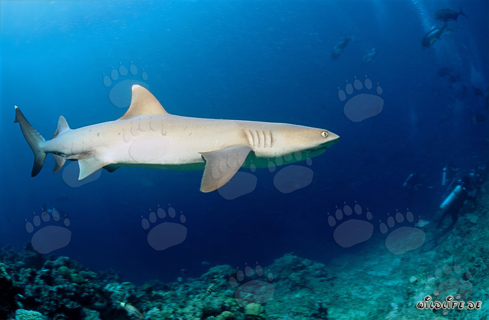 Whitetip Reef Shark - Majestic Sea Creature in the Depths