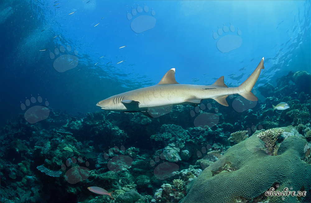 Élégant requin à pointes blanches en patrouille sur un récif corallien coloré