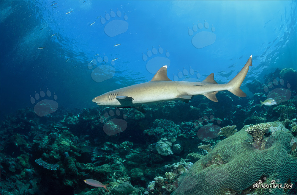 Elegante tiburón de puntas blancas patrullando en un arrecife de coral colorido