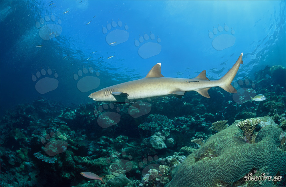 Graceful Whitetip Reef Shark Patrolling on the Vibrant Coral Reef