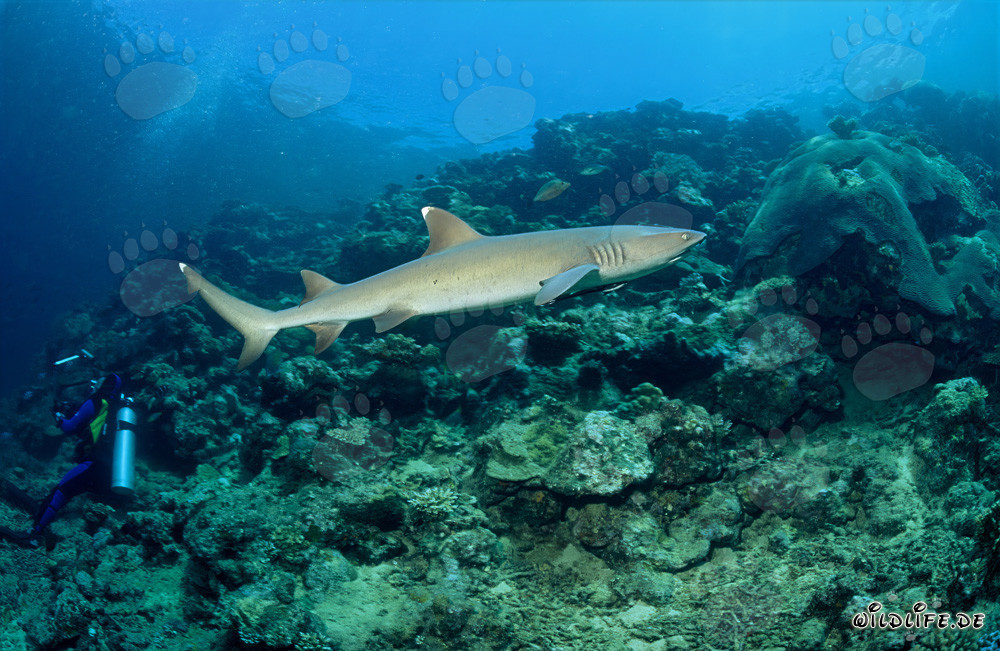 Requin à pointes blanches nage élégamment devant un plongeur