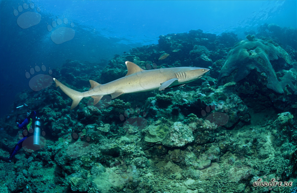 Tiburón de puntas blancas nada elegantemente frente a un buzo