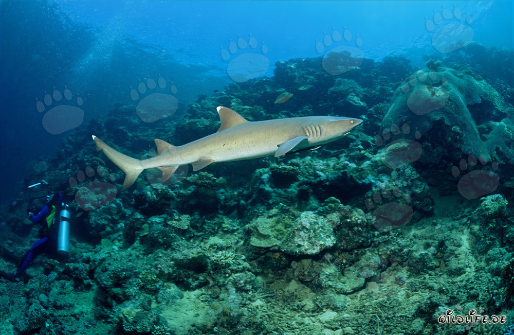 Whitetip Reef Shark gracefully swimming past a diver