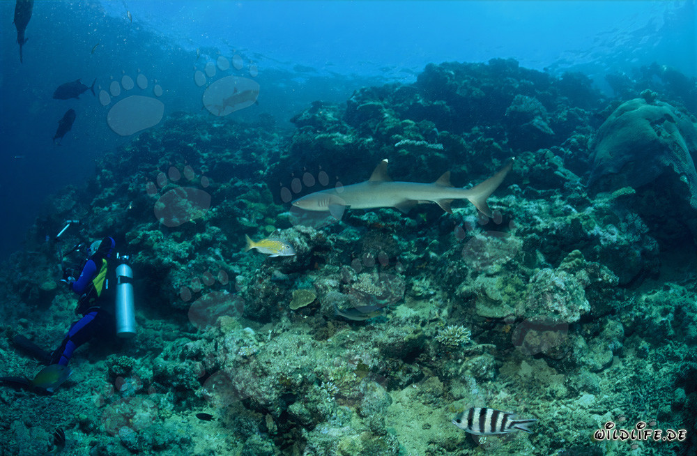 Requin à pointes blanches fascinant nage vers un plongeur