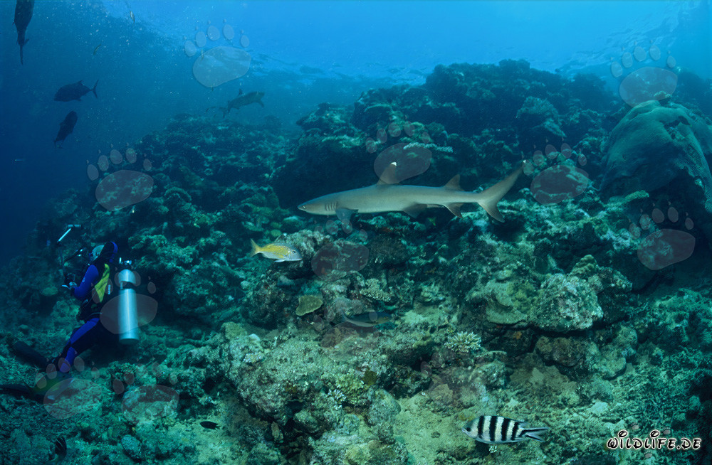 Fascinante tiburón de puntas blancas nada hacia un buzo