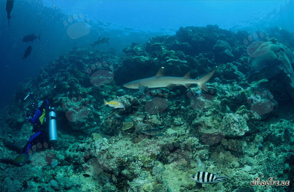 Fascinating whitetip reef shark swimming towards diver
