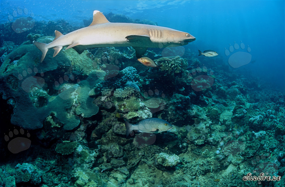 Affascinante squalo pinna bianca nel chiaro reef di corallo