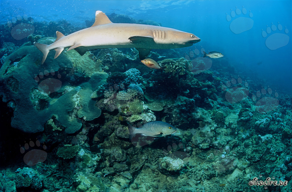 Fascinante tiburón de arrecife de puntas blancas en el arrecife de coral claro