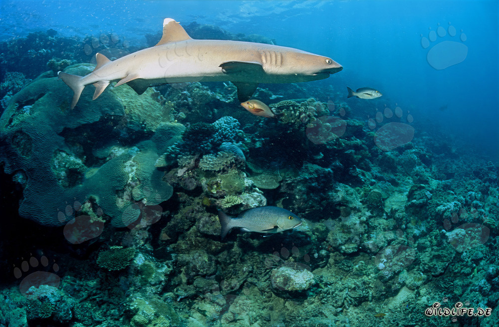 Fascinating Whitetip Reef Shark in Clear Coral Reef