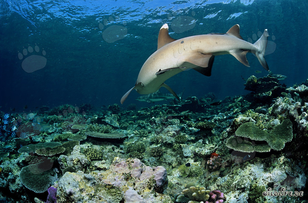Elegante tiburón de puntas blancas nada sobre el arrecife de coral