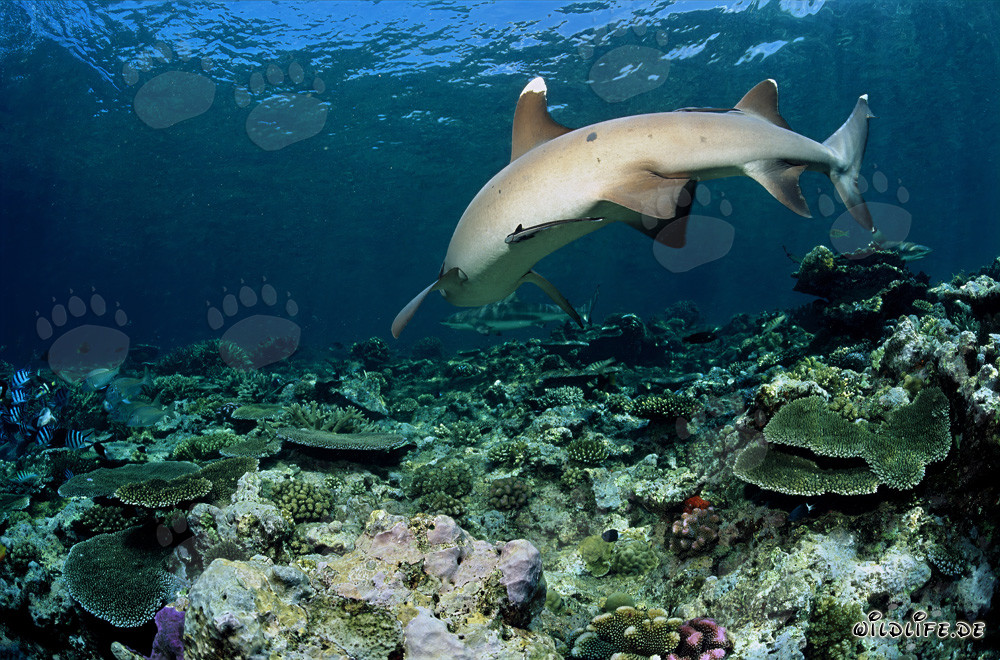 Elegant whitetip reef shark swimming over the coral reef