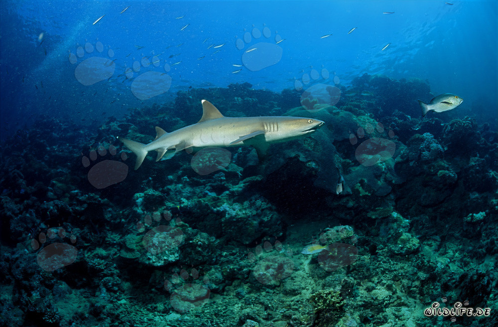 Requin à pointes blanches élégant explorant le récif de corail